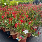 Červienka Fraserova (Photinia × fraseri) ´RED ROBIN´ - výška 20-30 cm, kont. C2L